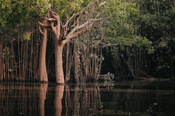 O Papel Vital das Florestas para o Planeta e a Humanidade