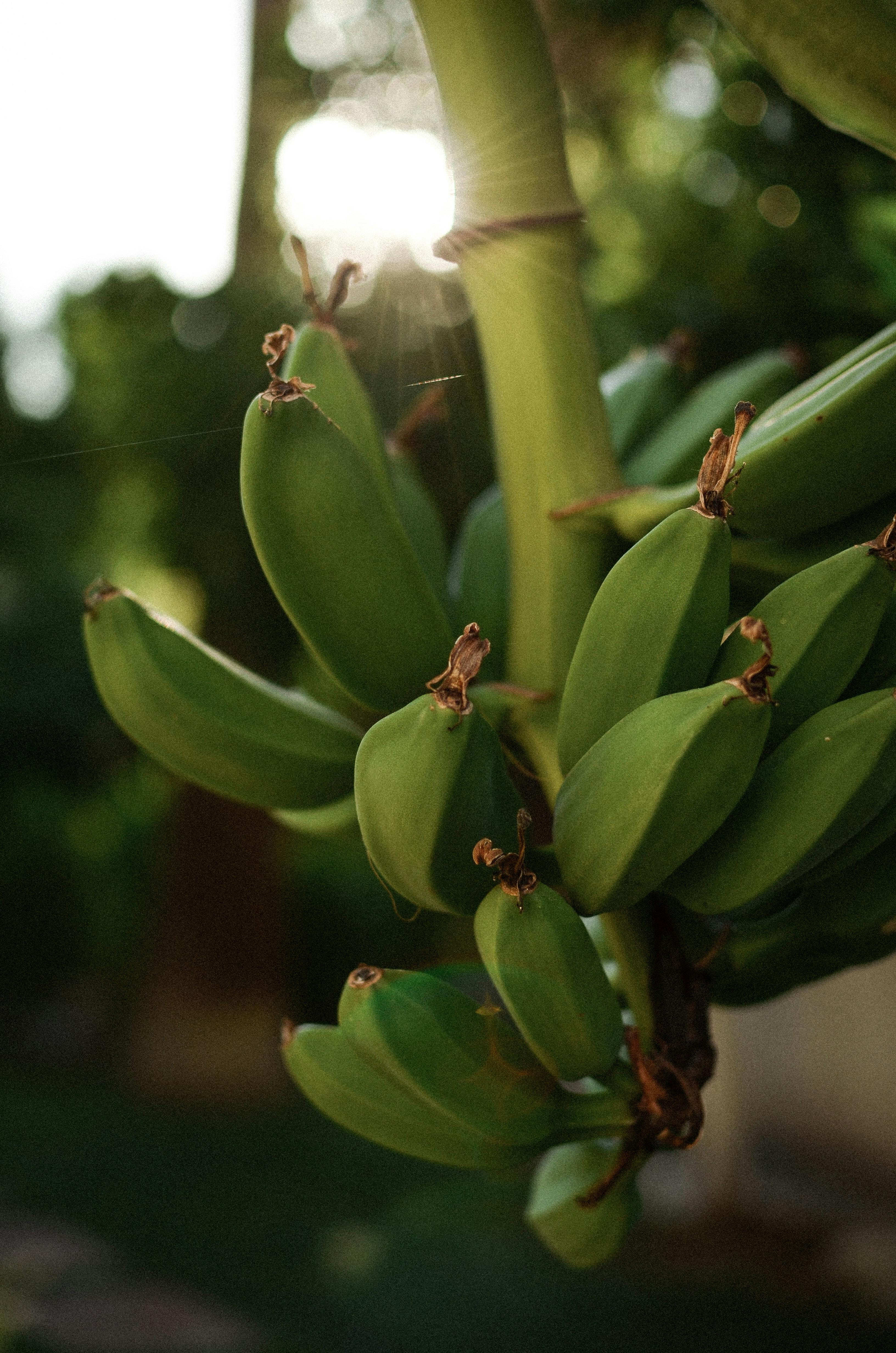 Dia Mundial da Banana: Muito além da fruta, A Importância para Piau e o Desenvolvimento
